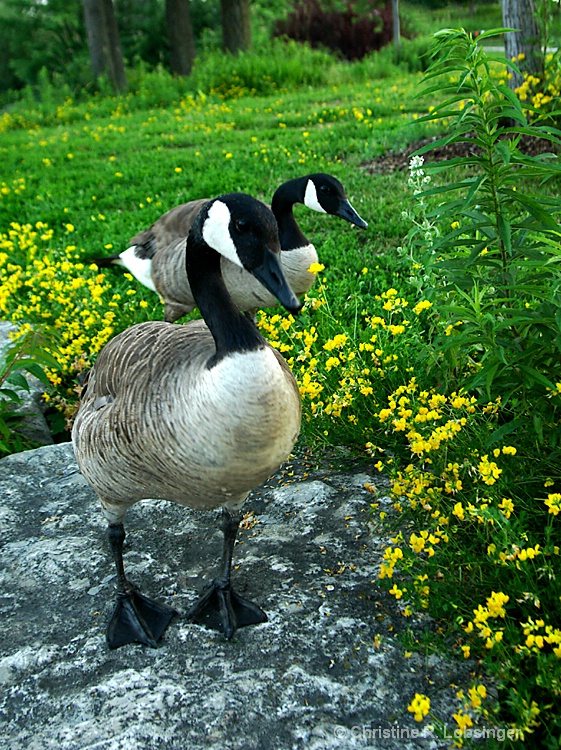 "How To Shoot Two Geese..."