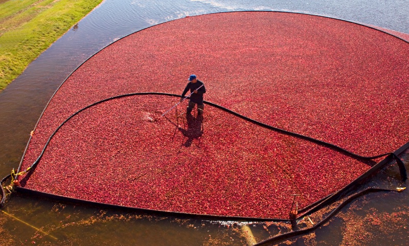 Cranberry Harvesting