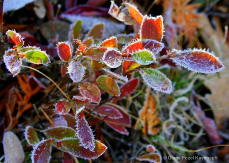 colorful frost...