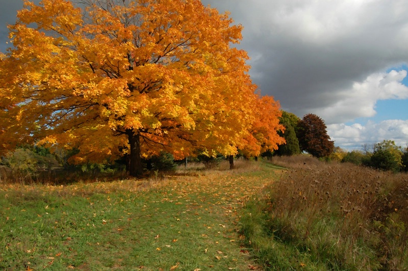 ~Autumn Path~