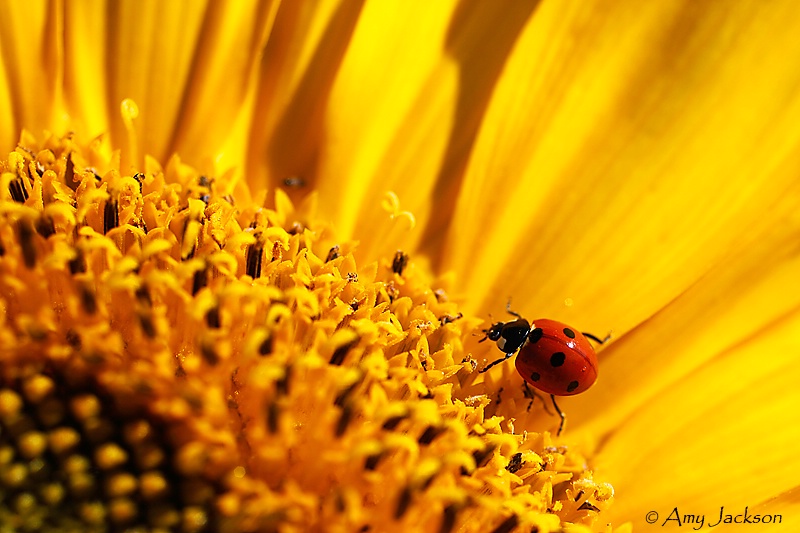 Ladybug on Sunflower