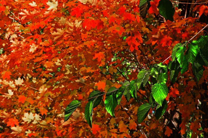 Autumn Leaves in Red and Green