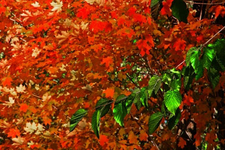Autumn Leaves in Red and Green