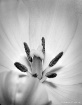 Inner Worlds