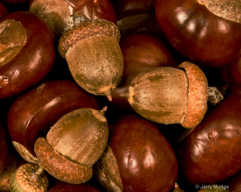 Acorns and Chestnuts