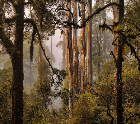 Ash forest