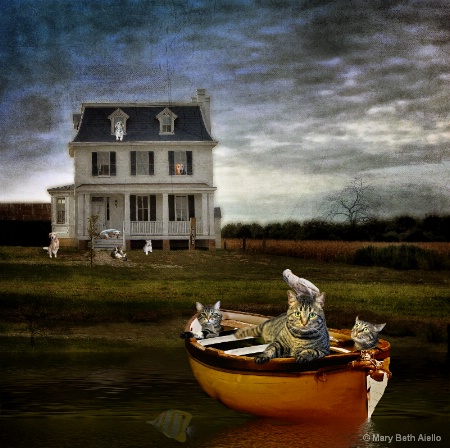 Three Cats in a Boat