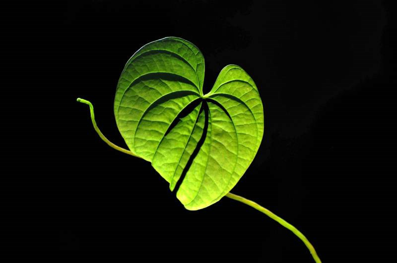 Potato Vine Leaf