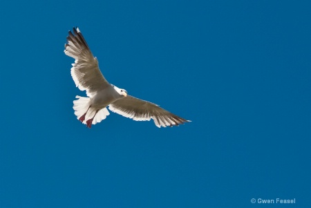 Backlit Seagull