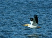 Graceful Flight