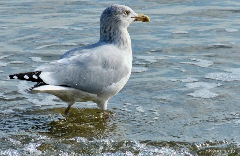 Herring Gull having a paddle