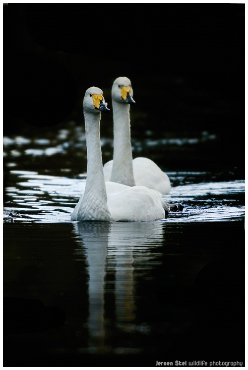 Whoopers in the dark
