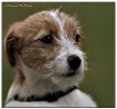 WISTFUL