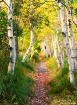 Path of the Birch...