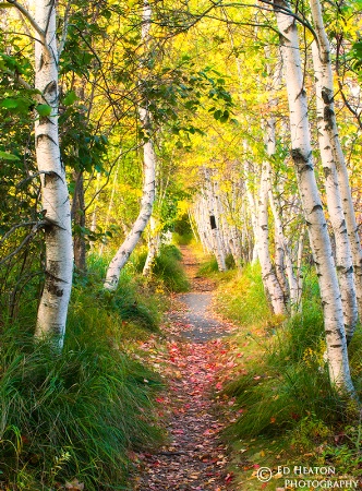 Path of the Birches
