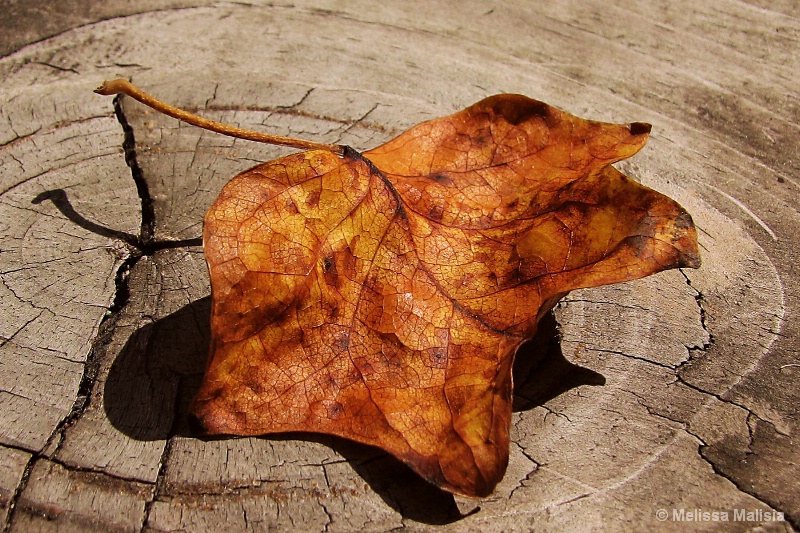 Goodbye Summer