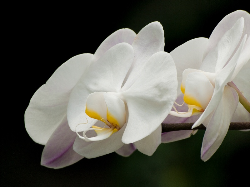 White Phalaenopsis One