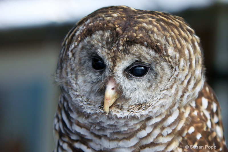 Barred Owl - ID: 10964733 © Susan Popp