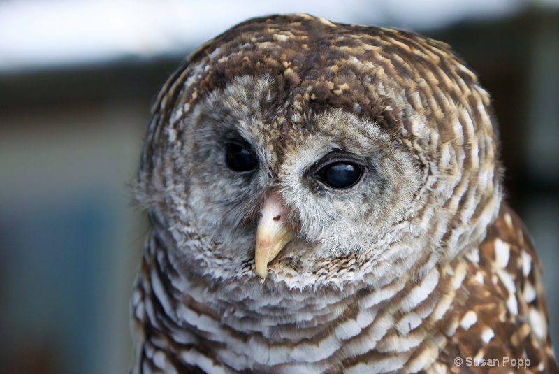 Barred Owl