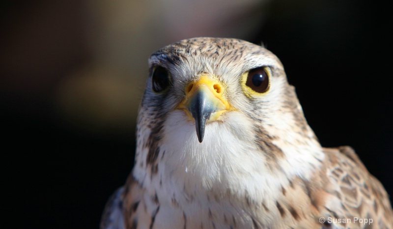 Prairie Falcon - ID: 10964734 © Susan Popp