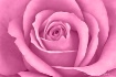 Think Pink