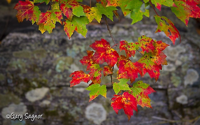Fall Maple Color