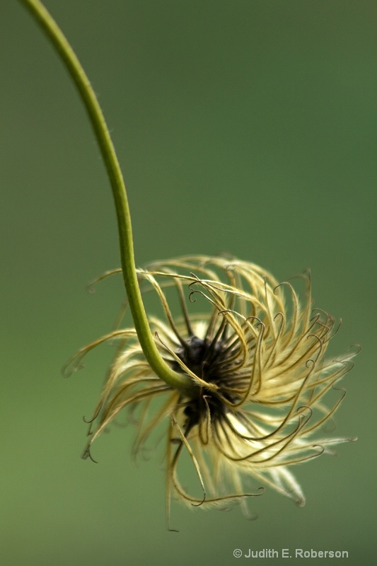 Clematis seed