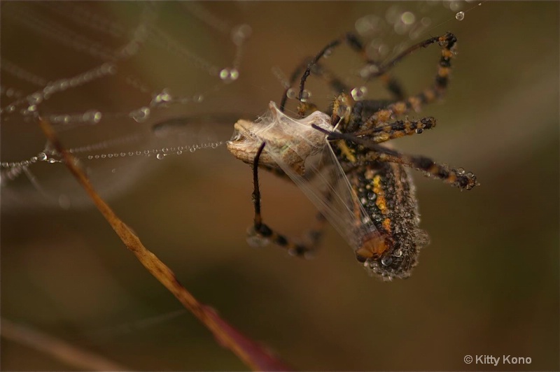 spinning a web of silk to cover prey