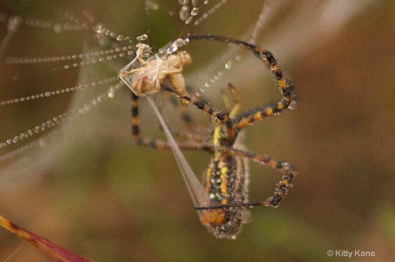 orb weaver spinning his silk around a grasshopper