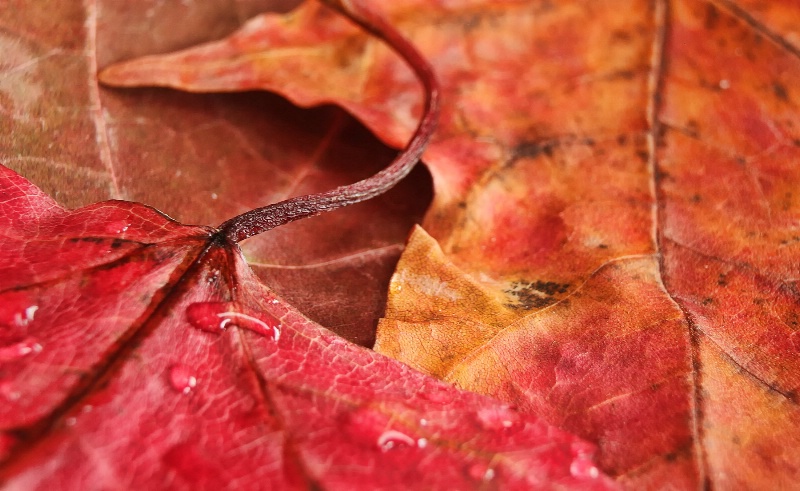 Vermont Leaves