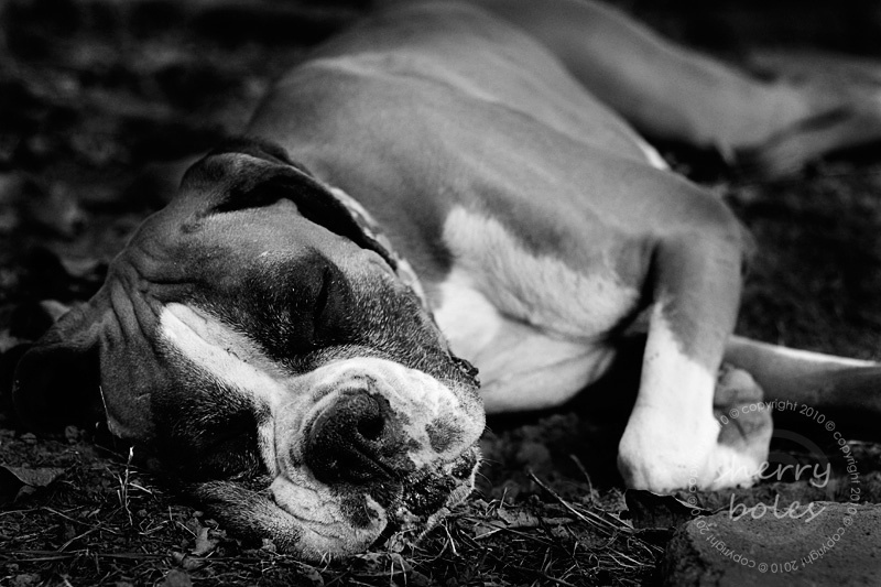 dog tired