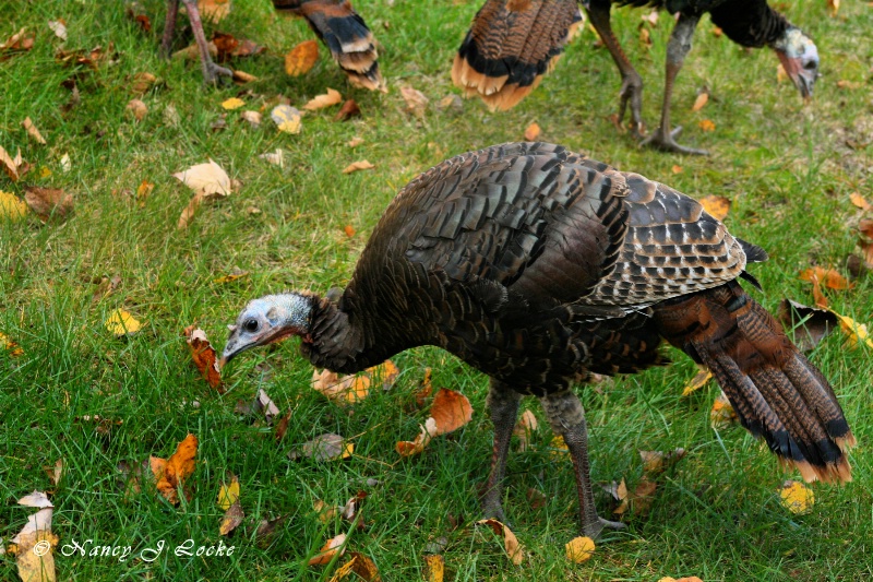 Wild Turkey from Window