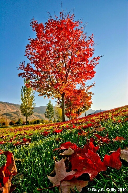 Chelan Falls Fall Colors