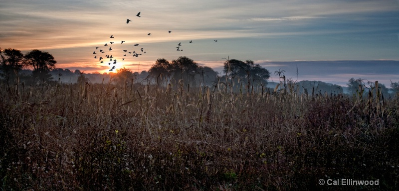 Crows Over the Cornfield