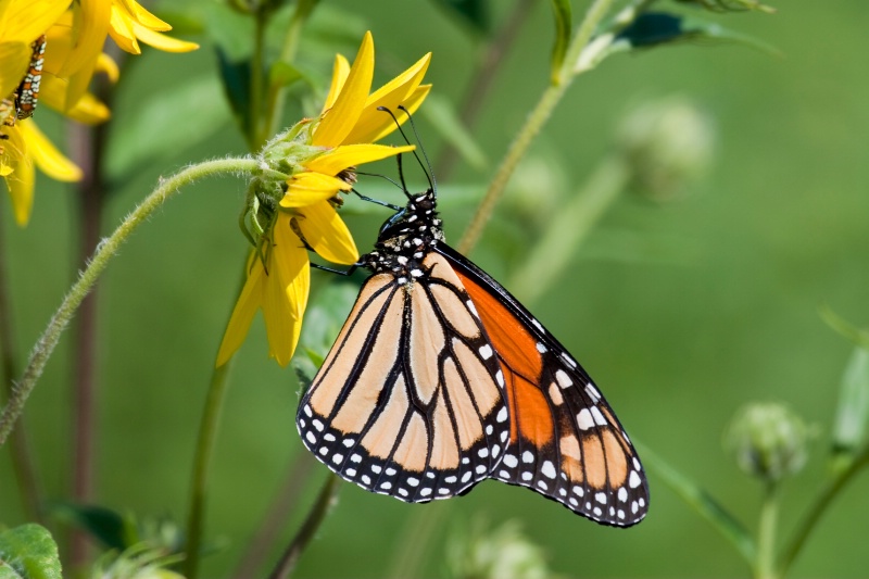 Pollen Covered Monarch Butterfly