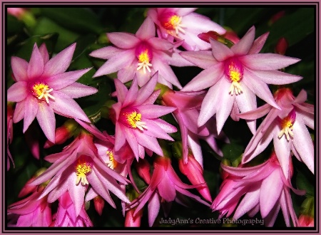 Christmas Cactus