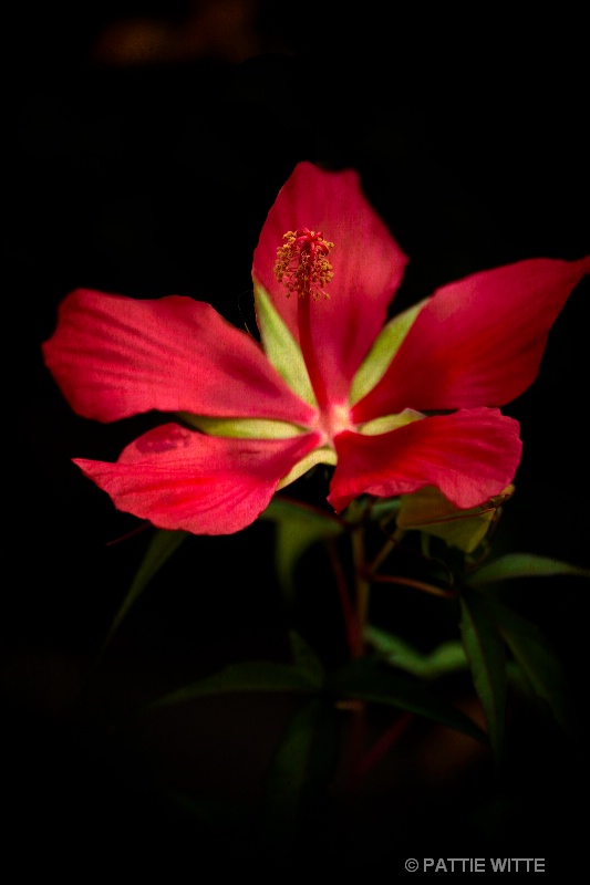 holiday hibiscus