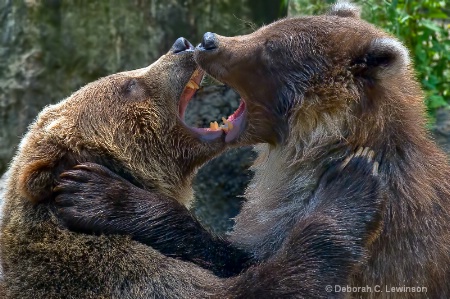 Cubs at Play