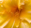 Frilly