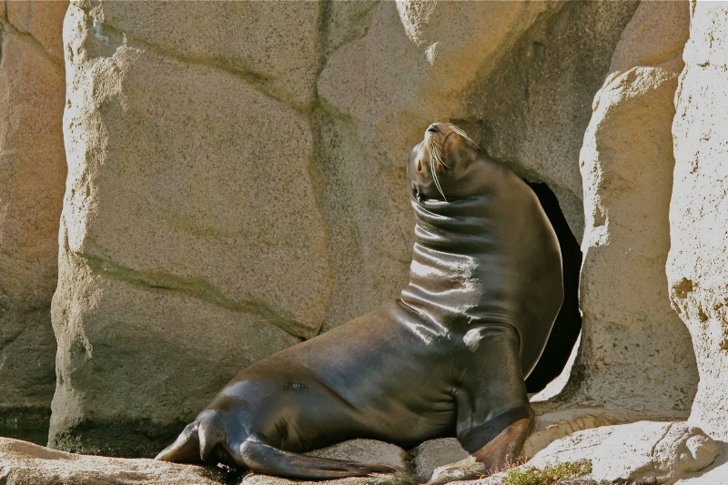 Sunbathing