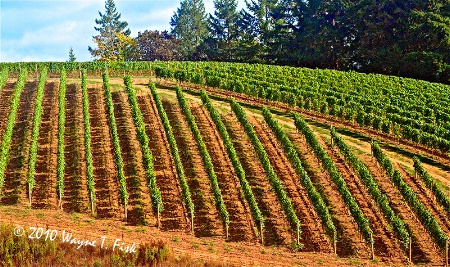 Lines of Vines