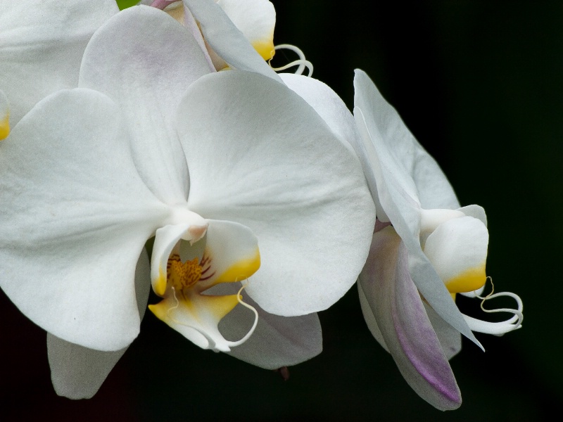 White Phalaenopsis Two