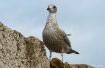 Young Gull On Cob...