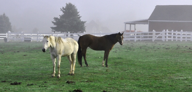 MORNING MIST