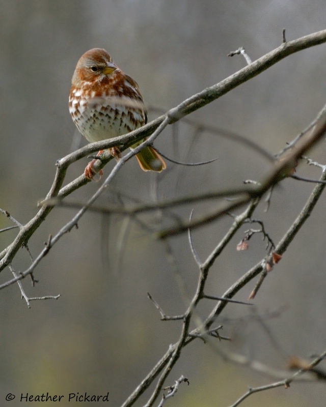 Fox Sparrow in Autumn