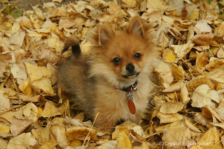 Camo in the leaf pile