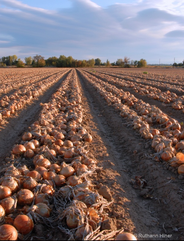 Onion Harvest