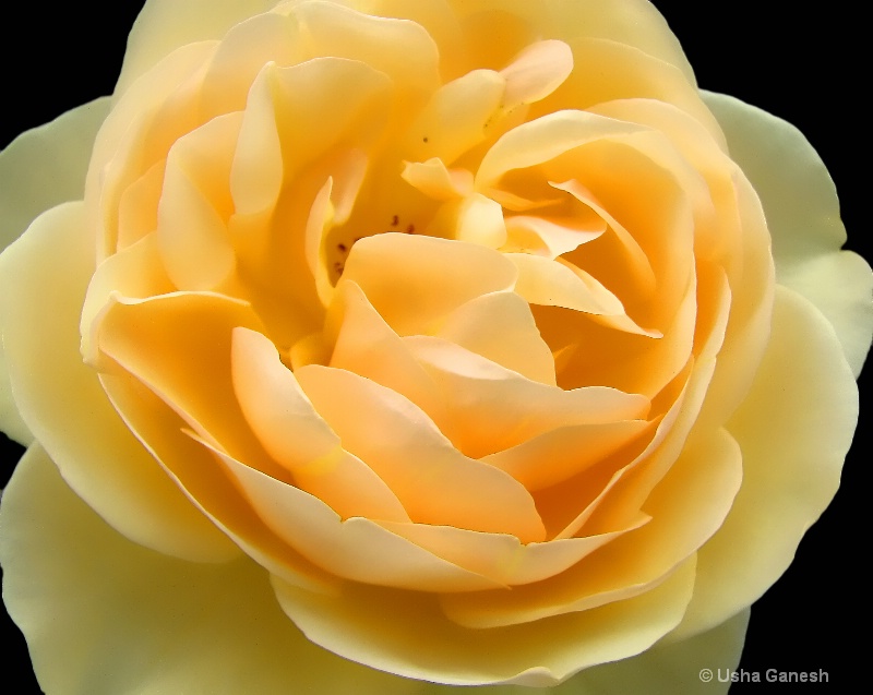 Yellow Rose Ruffles