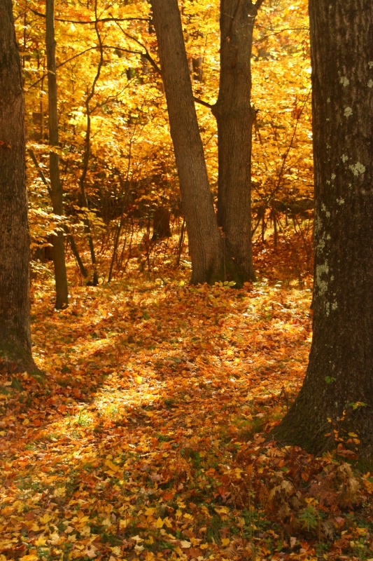 autumn outside my window