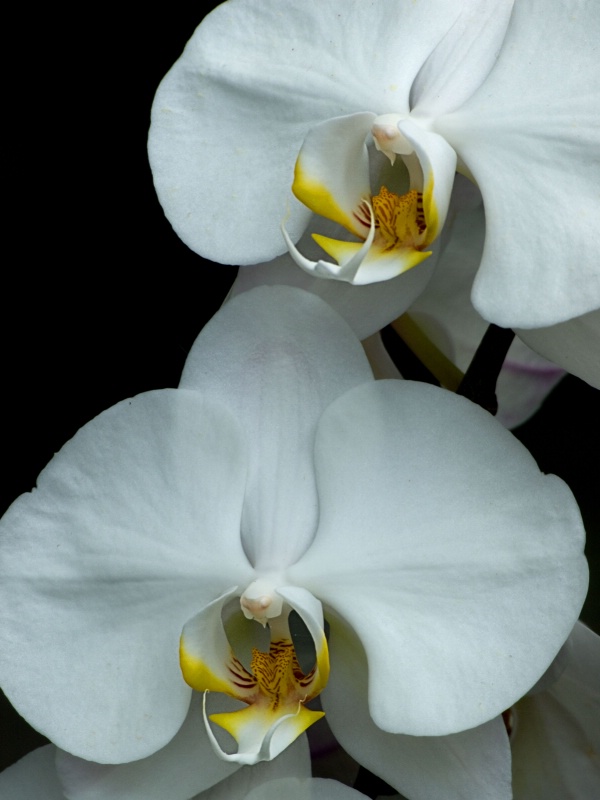 White Phaleanopsis Four